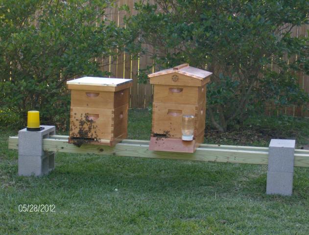 4898_beekeeping_010.jpg
