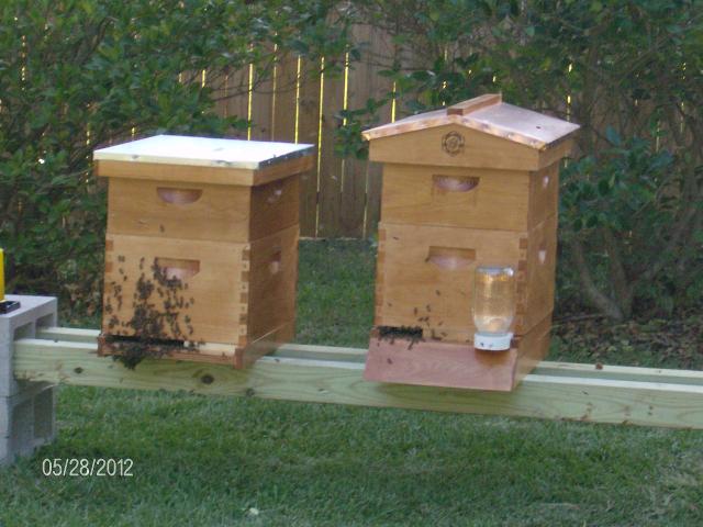 4898_beekeeping_011.jpg