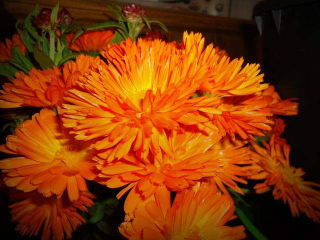 4989_calendulas.jpg