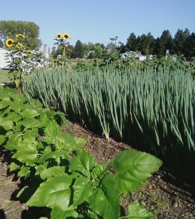 4989_japanese_bunching_onions.jpg