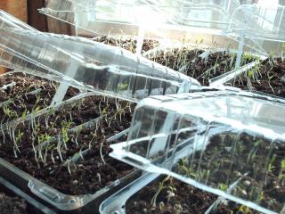 4989_seedlings_003.jpg