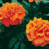 5683_marigoldjanieorange.jpg