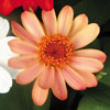 5683_zinniaprofusionapricot.jpg