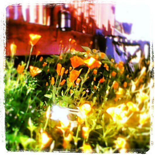 5842_california_poppies1.jpg