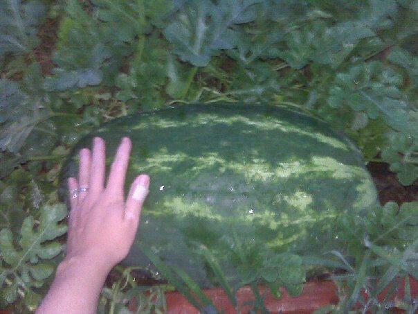 5842_giant_watermelon.jpg