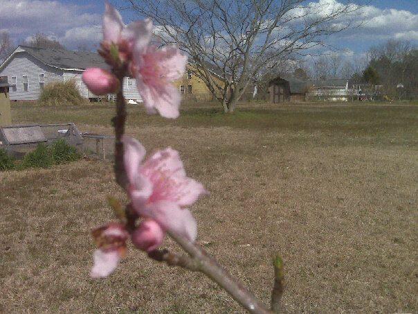 5842_peach_blooms.jpg