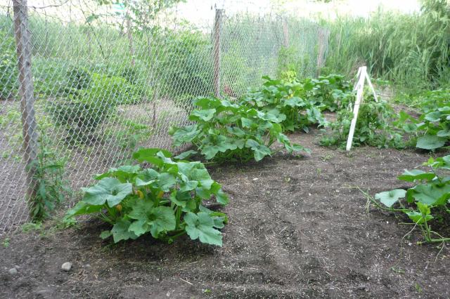 5947_veggie_garden_010.jpg