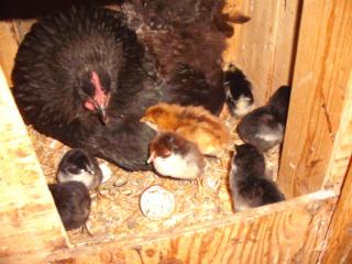 6180_broody_chicks_in_nest.jpg