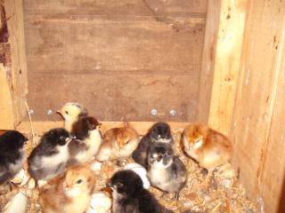 6180_chicks_in_nest.jpg