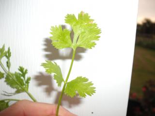 6180_cilantro.jpg