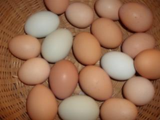 6180_egg_color.jpg