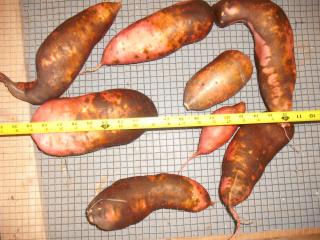 6180_sweet_potato_2013.jpg