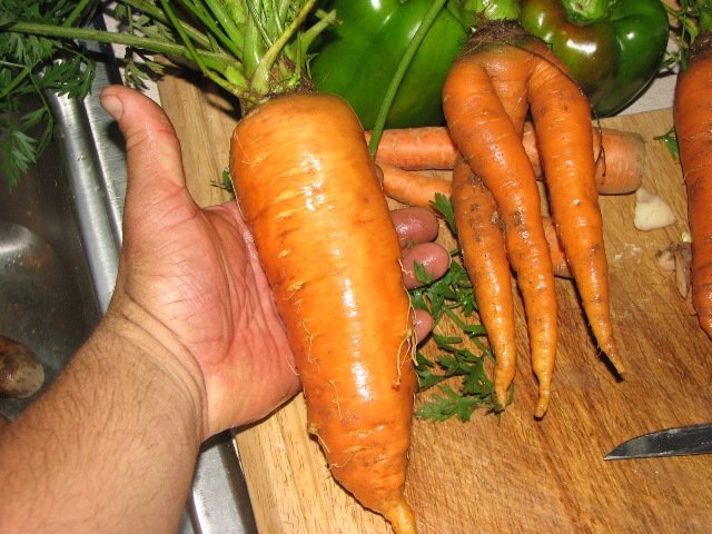 6307_carrotts.jpg