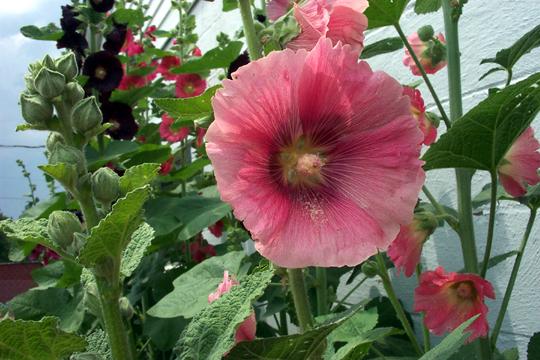 6486_hollyhocks08_02.jpg