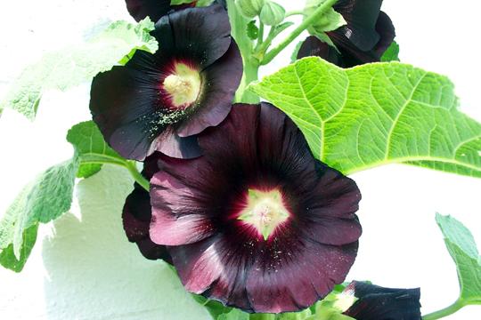 6486_hollyhocks08_06.jpg