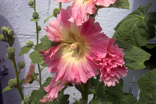 6486_hollyhocks08_07.jpg