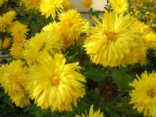 6557_chrysanthemums3.jpg