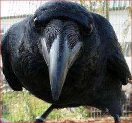 6653_crow_closeup.jpg