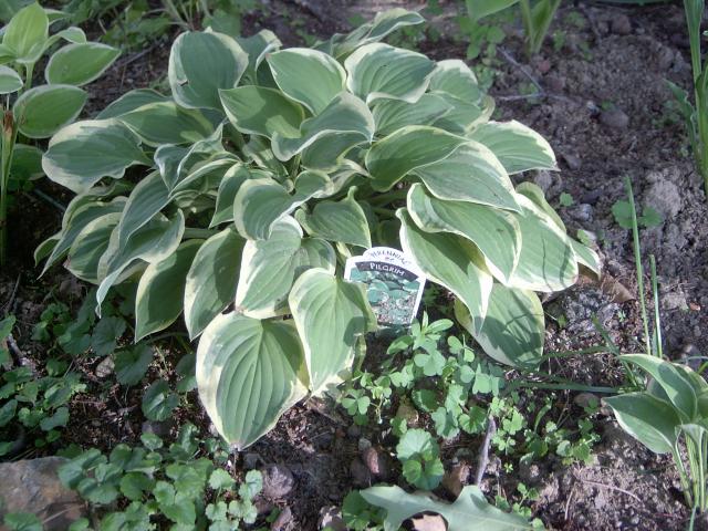 6704_pilgrimhosta.jpg