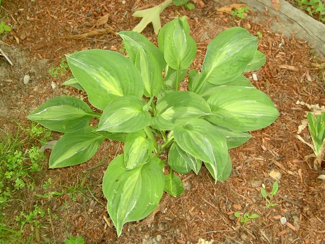 6704_stripteasehosta.jpg