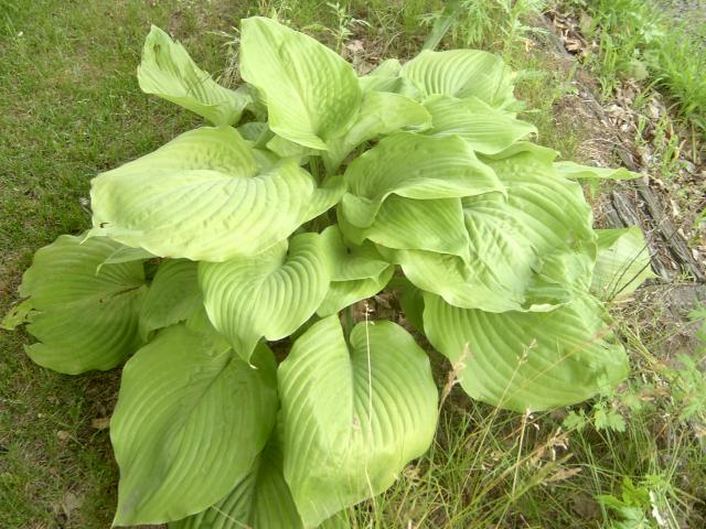 6704_sumsubstancehosta.jpg