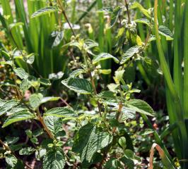 6858_closeup_mex_oregano.jpg