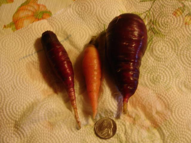 6981_carrots_2010_005.jpg