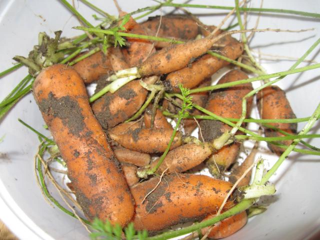 6992_carrots.jpg