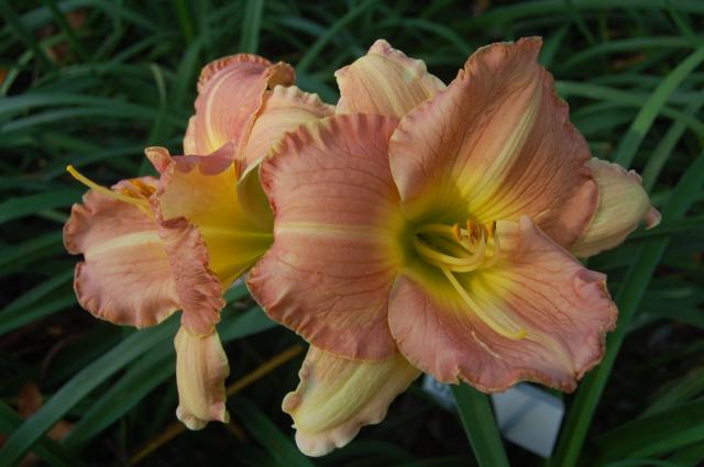 7100_2012_daylily.jpg