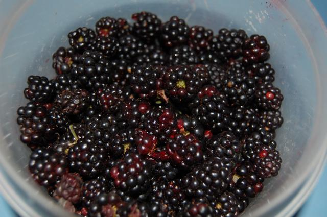 7100_blackberries.jpg