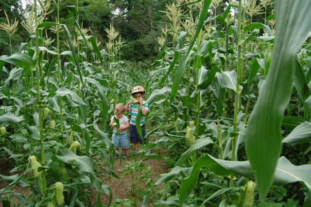 7100_boys_eating_corn.jpg