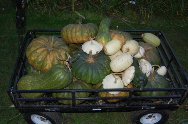 7100_cart_of_squash.jpg