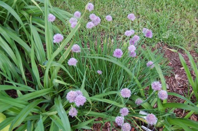 7100_chives.jpg