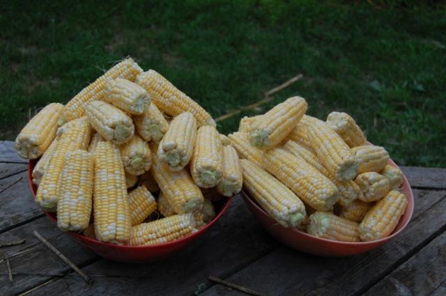 7100_corn.jpg