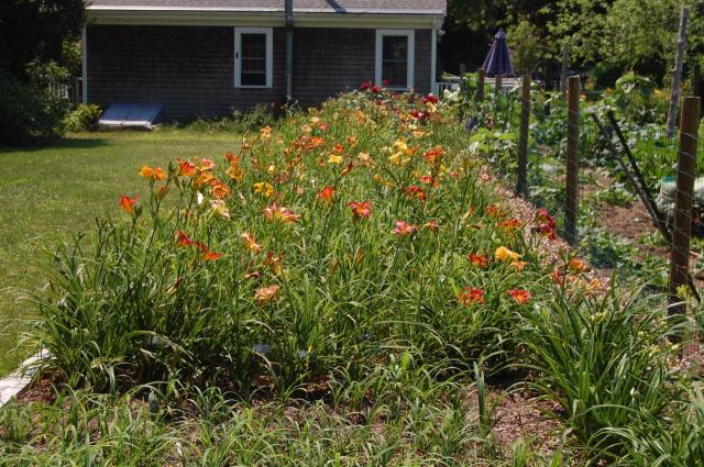 7100_daylily_bed_3.jpg