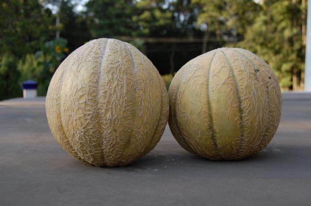 7100_melons.jpg