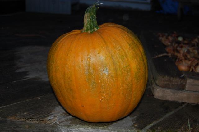 7100_pumpkin_in_aug.jpg