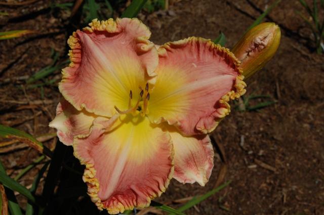 7100_ruffled_daylily.jpg