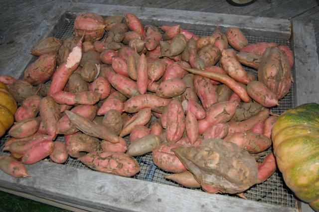 7100_sweet_potatoes.jpg