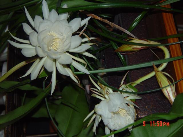 7100_white_flower.jpg