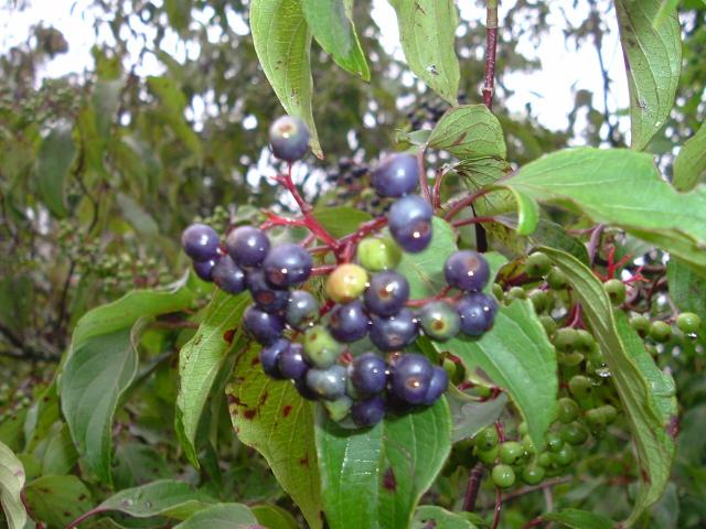 7172_elderberries_127.jpg