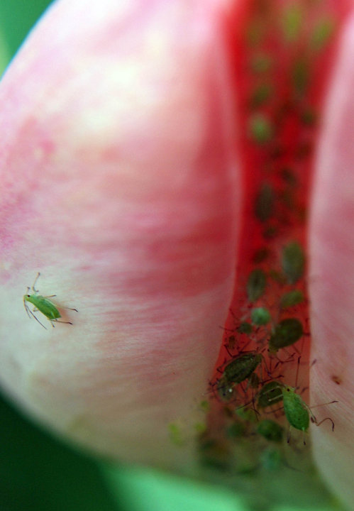 7236_aphid.jpg