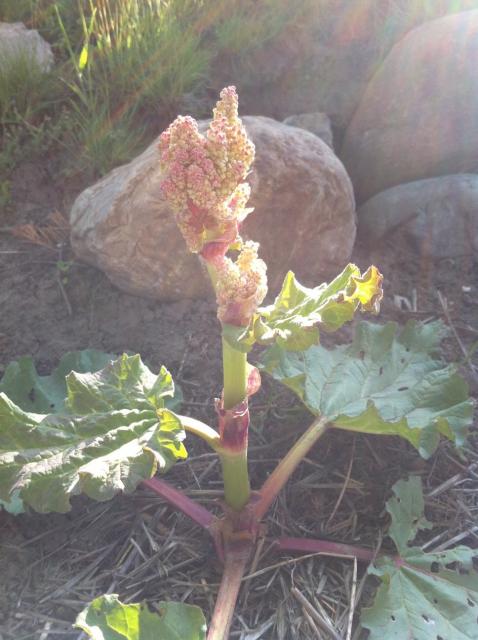 7254_rhubarb.jpg