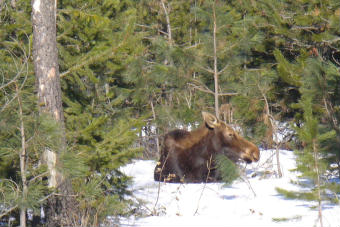 7504_moose_across_road001.jpg