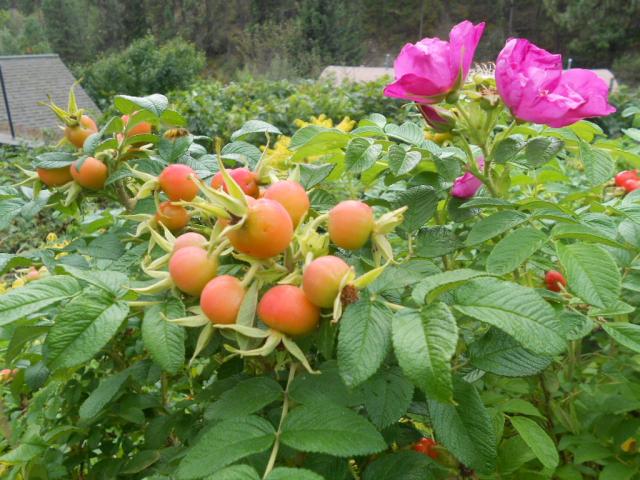 7504_rosehips_and_stone_pots_2013_002.jpg