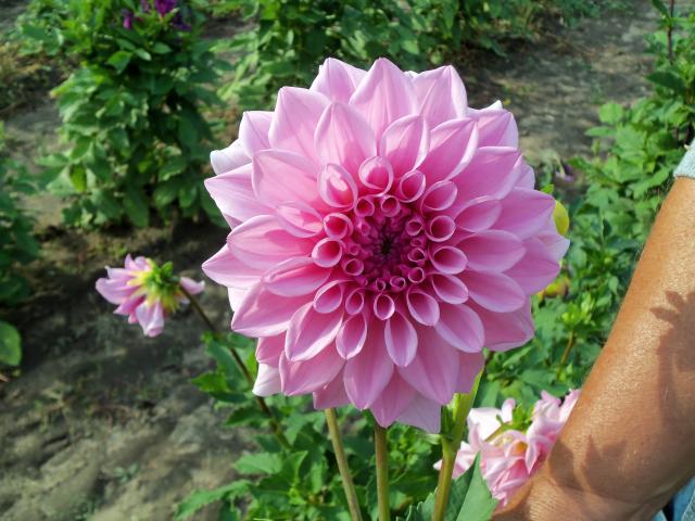 7566_dahlias_2011_012.jpg