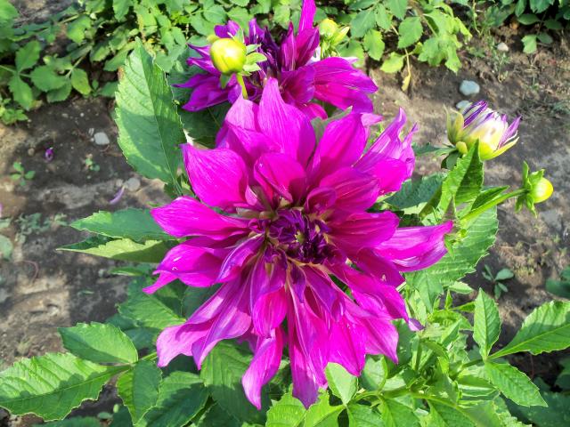 7566_dahlias_2011_013.jpg