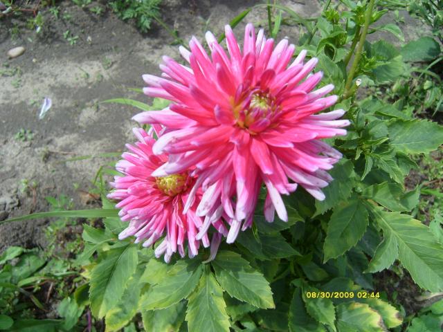 7566_dahlias_8_30_2009_077.jpg