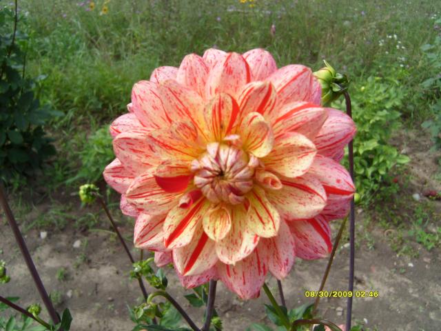 7566_dahlias_8_30_2009_086.jpg