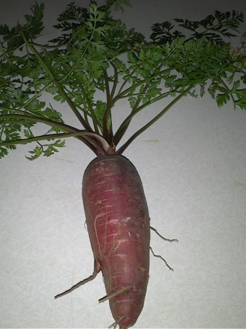 7949_carrot_1st_one.jpg